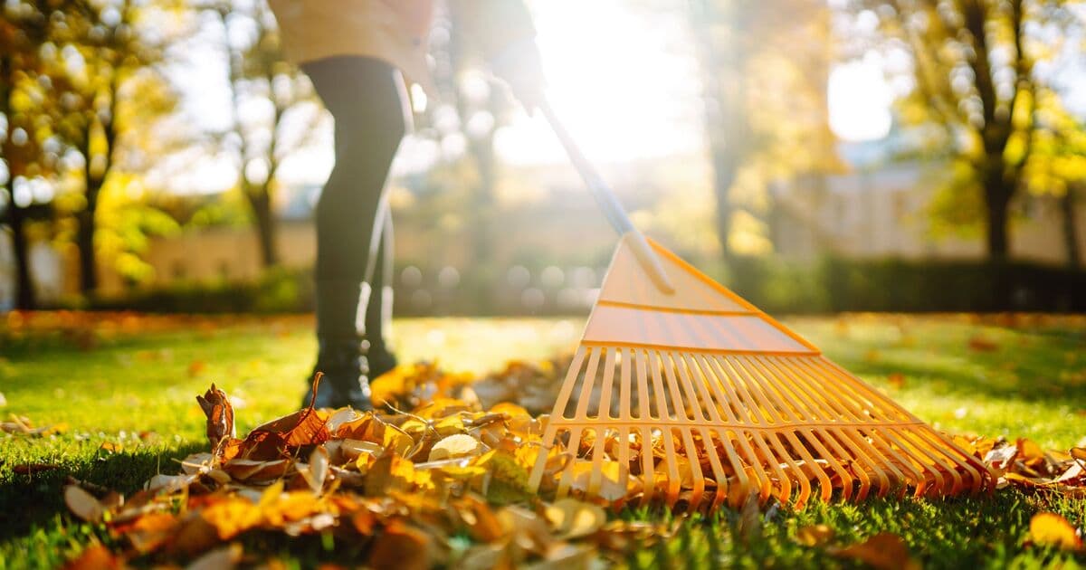 Gardeners urged to cut back one popular flower in October